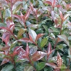 Syzygium Bush Christmas - Lilly Pilly 27 Syzygium Bush Christmas - Lilly Pilly -Plant Seed Store apo bush christmas foliage colour