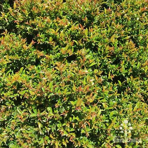 Syzygium Bush Christmas - Lilly Pilly 14 Syzygium Bush Christmas - Lilly Pilly - Image 14