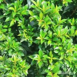 Syzygium Bush Christmas - Lilly Pilly 18 Syzygium Bush Christmas - Lilly Pilly -Plant Seed Store apo bush christmas syzygium foliage