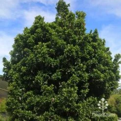 Syzygium Bush Christmas - Lilly Pilly 26 Syzygium Bush Christmas - Lilly Pilly -Plant Seed Store apo bush christmas syzygium nursery