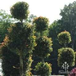 Syzygium Bush Christmas - Lilly Pilly 23 Syzygium Bush Christmas - Lilly Pilly -Plant Seed Store apo bush christmas topiaries