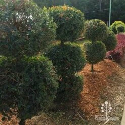 Syzygium Bush Christmas - Lilly Pilly 29 Syzygium Bush Christmas - Lilly Pilly -Plant Seed Store apo bush christmas topiary balls