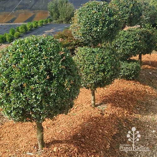 Syzygium Bush Christmas - Lilly Pilly 2 Syzygium Bush Christmas - Lilly Pilly - Image 2