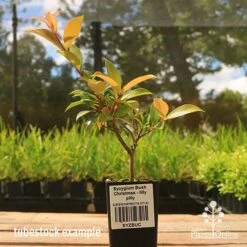 Syzygium Bush Christmas - Lilly Pilly 17 Syzygium Bush Christmas - Lilly Pilly -Plant Seed Store apo bush christmas tubestock