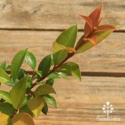 Syzygium Bush Christmas - Lilly Pilly 24 Syzygium Bush Christmas - Lilly Pilly -Plant Seed Store apo bush christmas tubestock colour