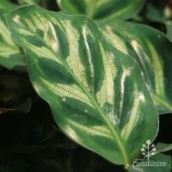 Calathea Makoyana - Peacock Plant -Plant Seed Store apo calathea makoyana leaf gold