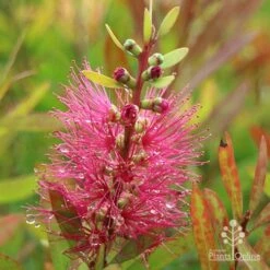 Callistemon Candy Burst 36 Callistemon Candy Burst -Plant Seed Store apo callistemon candy burst autumn