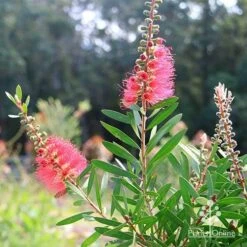 Callistemon Candy Burst 39 Callistemon Candy Burst -Plant Seed Store apo callistemon candy burst bush backlit