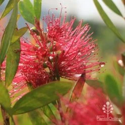 Callistemon Candy Burst 34 Callistemon Candy Burst -Plant Seed Store apo callistemon candy burst dewdrop