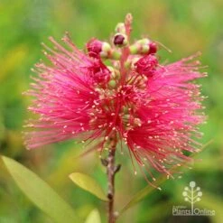 Callistemon Candy Burst 33 Callistemon Candy Burst -Plant Seed Store apo callistemon candy burst flower