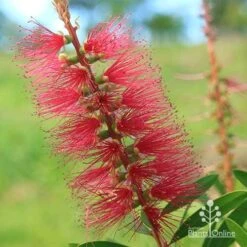 Callistemon Candy Burst 37 Callistemon Candy Burst -Plant Seed Store apo callistemon candy burst flower close
