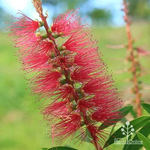 Callistemon Candy Burst 18 Callistemon Candy Burst - Image 18