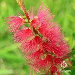 Callistemon Candy Burst 22 Callistemon Candy Burst -Plant Seed Store apo callistemon candy burst flower colour