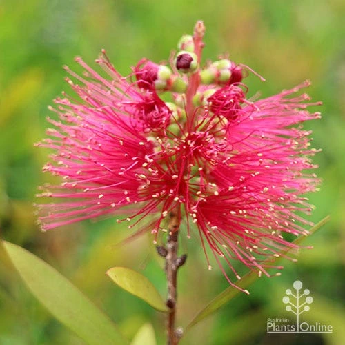 Callistemon Candy Burst 14 Callistemon Candy Burst - Image 14
