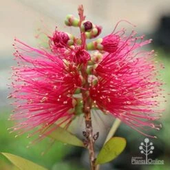 Callistemon Candy Burst 30 Callistemon Candy Burst -Plant Seed Store apo callistemon candy burst flower2