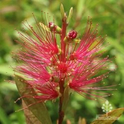 Callistemon Candy Burst 35 Callistemon Candy Burst -Plant Seed Store apo callistemon candy burst flower 1