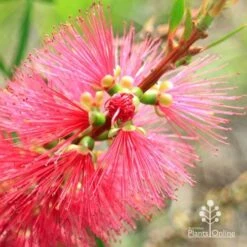 Callistemon Candy Burst 31 Callistemon Candy Burst -Plant Seed Store apo callistemon candy burst flowerbud close