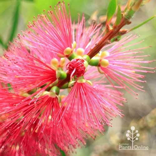 Callistemon Candy Burst 12 Callistemon Candy Burst - Image 12