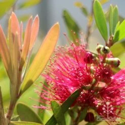 Callistemon Fluro Burst -Plant Seed Store apo callistemon fluro burst flower leaf