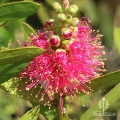 Callistemon Fluro Burst -Plant Seed Store apo callistemon fluro burst ozbreed