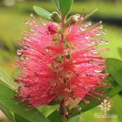 Callistemon Fluro Burst -Plant Seed Store apo callistemon fluro burst rain