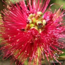 Callistemon Fluro Burst -Plant Seed Store apo callistemon fluro burst top