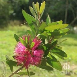 Callistemon Fluro Burst -Plant Seed Store apo callistemon fluroburst flower leaf