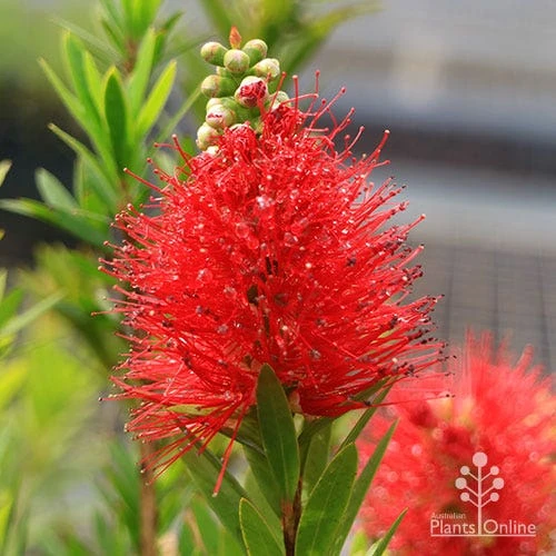 Callistemon Macarthur 2 Callistemon Macarthur - Image 2