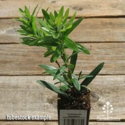 Callistemon Macarthur 22 Callistemon Macarthur -Plant Seed Store apo callistemon macarthur tubestock top