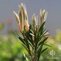 Callistemon Summer Days™ 10 Callistemon Summer Days™ -Plant Seed Store apo callistemon summer days new leaves