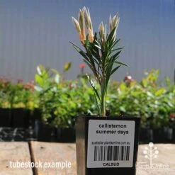 Callistemon Summer Days™ 9 Callistemon Summer Days™ -Plant Seed Store apo callistemon summer days tubestock 2