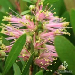 Callistemon Sweet Burst 26 Callistemon Sweet Burst -Plant Seed Store apo callistemon sweet burst close
