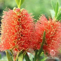 Callistemon Tangerine Dream 11 Callistemon Tangerine Dream -Plant Seed Store apo callistemon tangerine dream flowers
