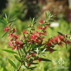 Callistemon Taree Pink 12 Callistemon Taree Pink -Plant Seed Store apo callistemon taree pink 2