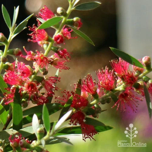 Callistemon Taree Pink 7 Callistemon Taree Pink - Image 7