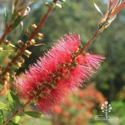Callistemon Candy Burst 27 Callistemon Candy Burst -Plant Seed Store apo candy burst callistemon flower perfect