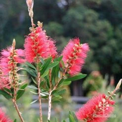 Callistemon Candy Burst