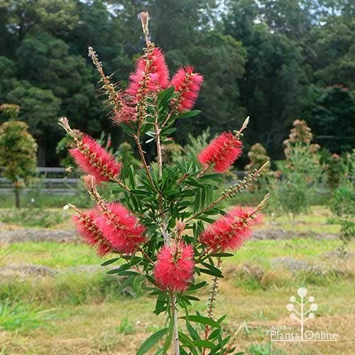 Callistemon Candy Burst 10 Callistemon Candy Burst - Image 10