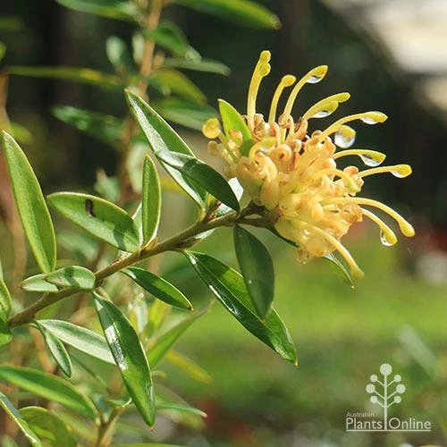 Grevillea Canterbury Gold 1 Grevillea Canterbury Gold