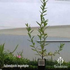 Grevillea Canterbury Gold 14 Grevillea Canterbury Gold -Plant Seed Store apo canterbury gold tubestock