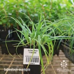 Carex Blue Cascade 8 Carex Blue Cascade -Plant Seed Store apo carex blue tubestock