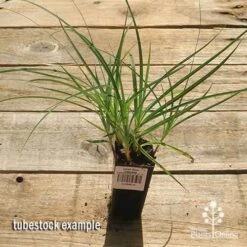 Carex Blue Cascade 11 Carex Blue Cascade -Plant Seed Store apo carex blue tubestock top