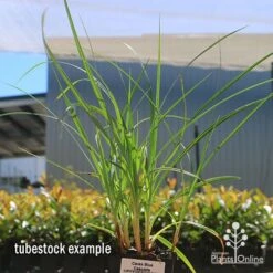 Carex Blue Cascade 10 Carex Blue Cascade -Plant Seed Store apo carex blue tubestock 1