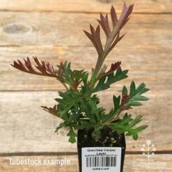 Grevillea Carpet Layer 12 Grevillea Carpet Layer -Plant Seed Store apo carpet layer grevillea tubestock