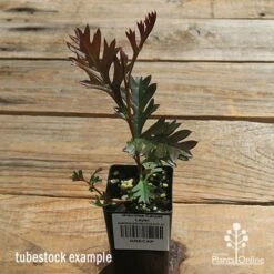 Grevillea Carpet Layer 19 Grevillea Carpet Layer -Plant Seed Store apo carpet layer tubestock