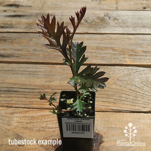 Grevillea Carpet Layer 10 Grevillea Carpet Layer - Image 10