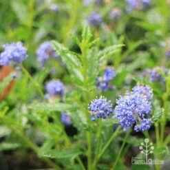 Ceanothus Blue Pacific - Californian Lilac -Plant Seed Store apo ceanothus blue pacific