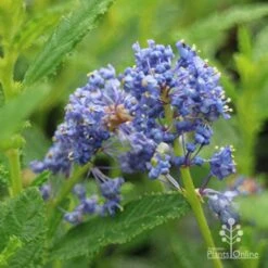 Ceanothus Blue Pacific - Californian Lilac -Plant Seed Store apo ceanothus blue pacific close