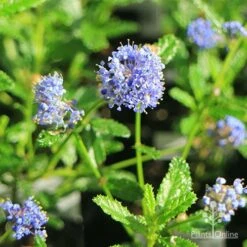 Ceanothus Blue Pacific - Californian Lilac -Plant Seed Store apo ceanothus blue pacific flowers