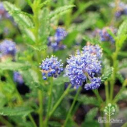 Ceanothus Blue Pacific - Californian Lilac -Plant Seed Store apo ceanothus flowers close